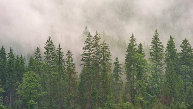 Magic Forest Glamping
