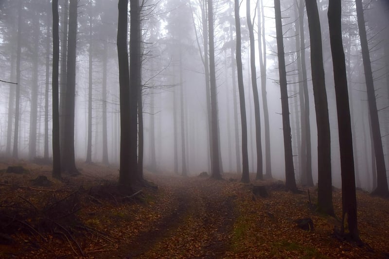 Magic Forest Glamping